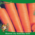 Suntoday vegetal agro highyield híbrido F1 orgánico indio rojo salvaje Nuevo cultivo kuroda de semillas de zanahoria agrícola (51001)